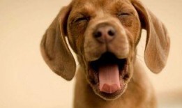 吃瓜娱乐酱小狗,揭秘娱乐圈萌宠背后的故事