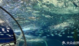 海洋水族馆爆料事件视频,惊人内幕揭露幕后真相